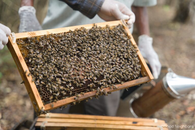 Cambodian Community Create the Foundation of Self-confidence and Self-reliance 12 3.2. BeeKeeping 768x513 1