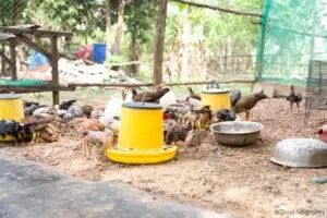 Cambodian Community Create the Foundation of Self-confidence and Self-reliance 15 4.2. Checken Farming 768x513 1 300x200.jpg 1