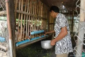 Cambodian Community Create the Foundation of Self-confidence and Self-reliance 17 4.3. Checken Farming 768x513 1 300x200.jpg 1
