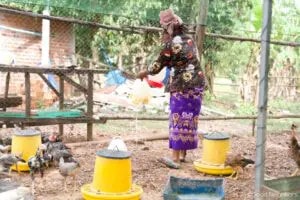 Cambodian Community Create the Foundation of Self-confidence and Self-reliance 18 4.4. Checken Farming 768x513 1 300x200.jpg 1